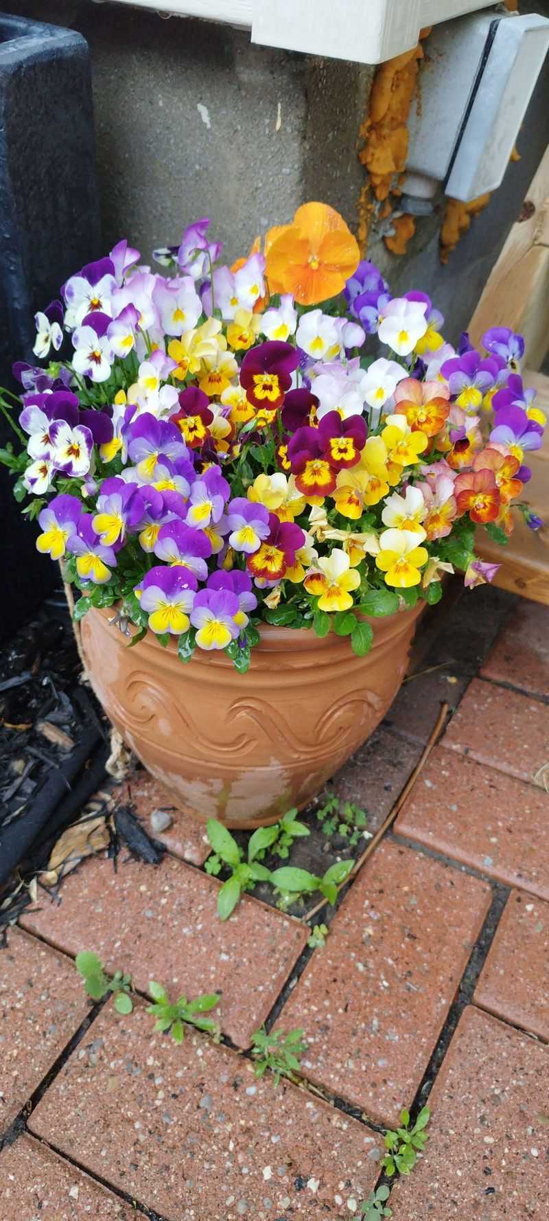 Pansies & Violas