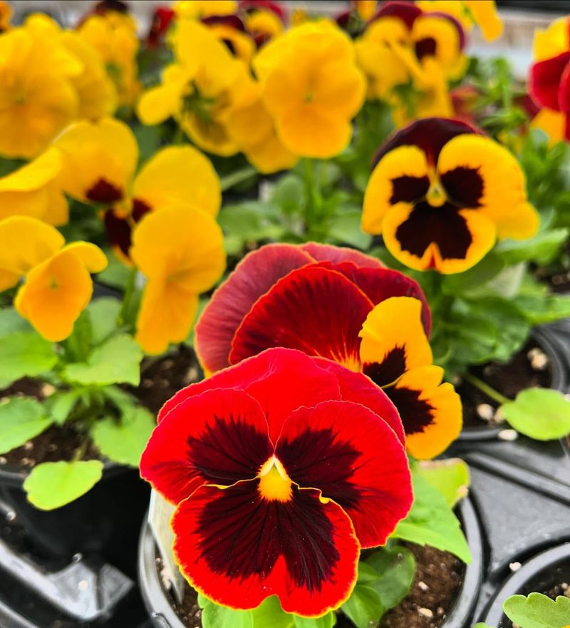 Pansies