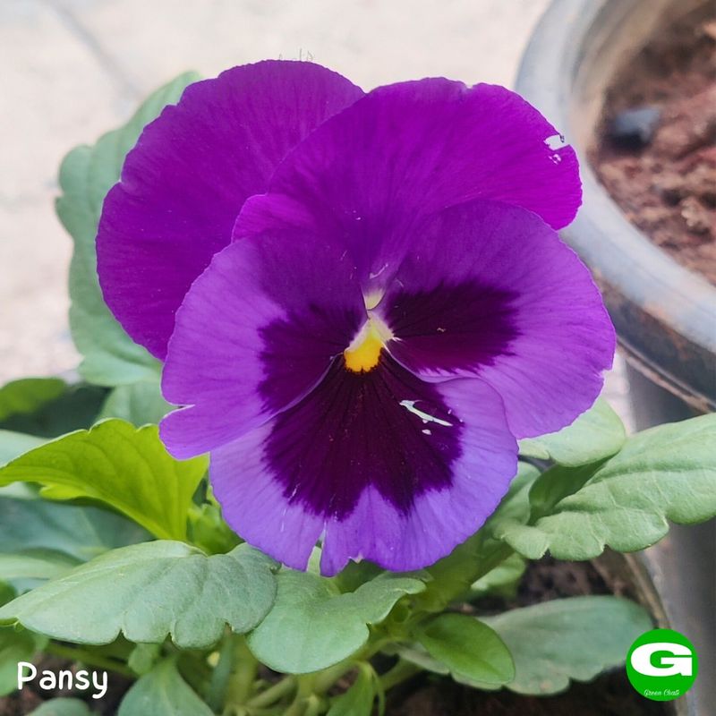 Pansy