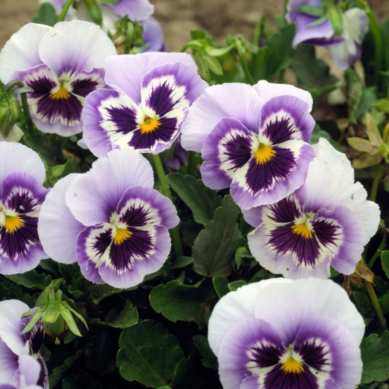 Pansy