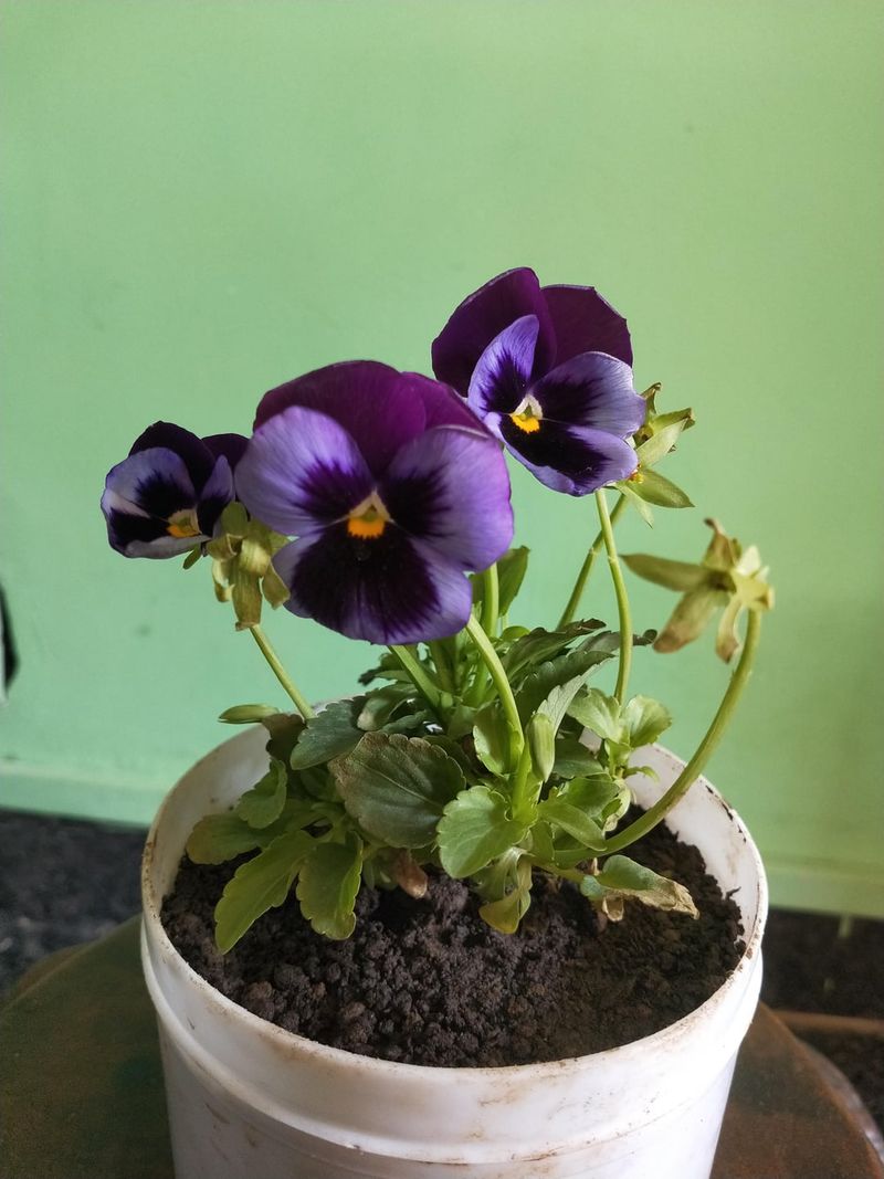 Pansy