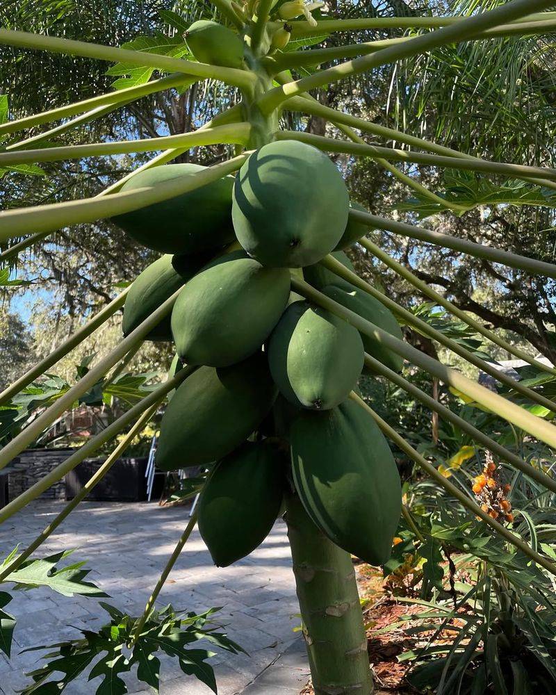 Papaya