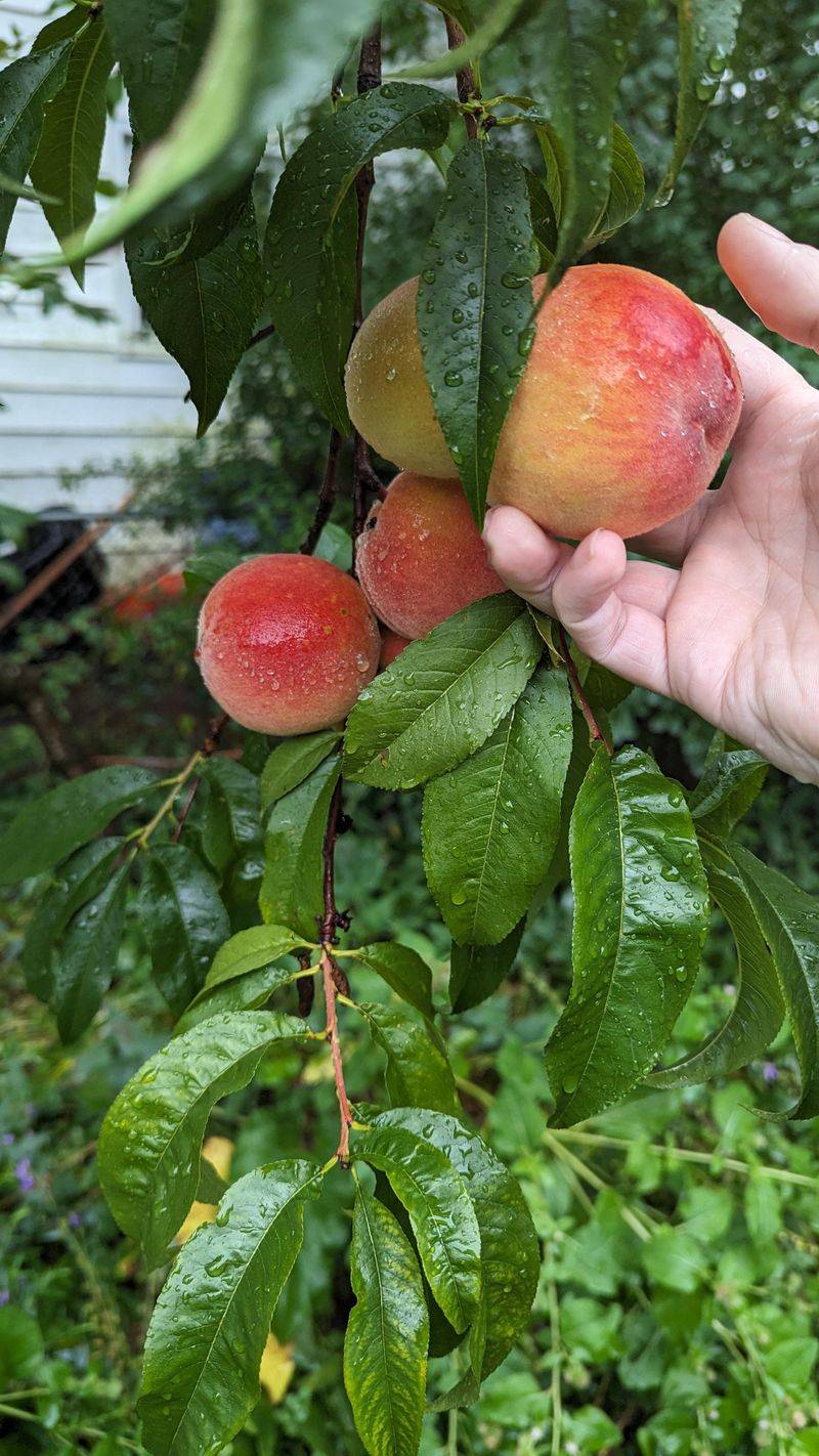 Peach Seeds