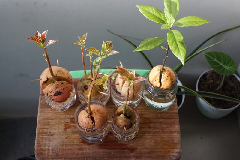 Papaya Seeds