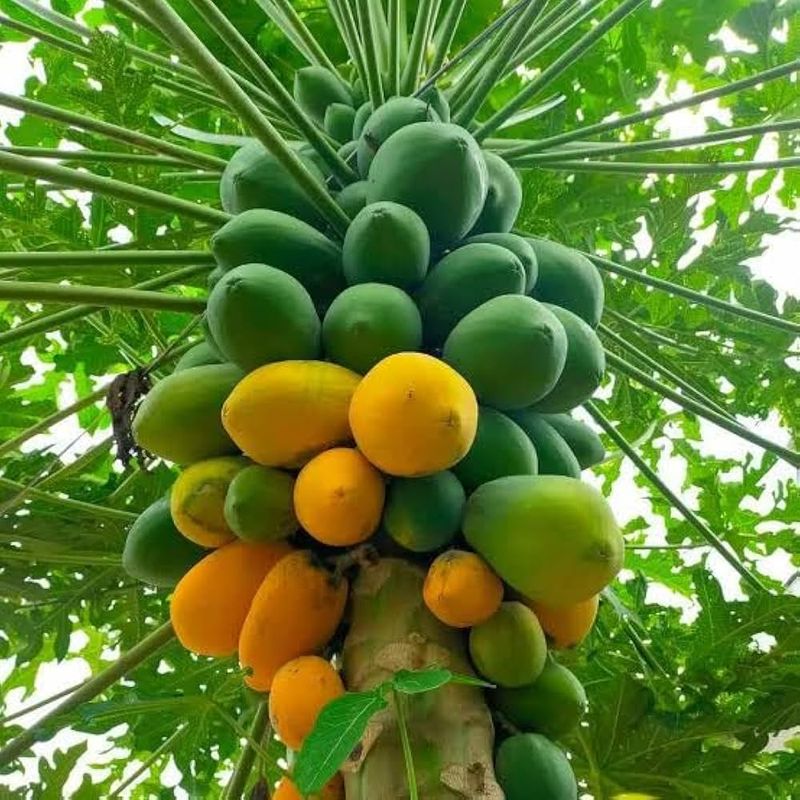 Papaya Tree