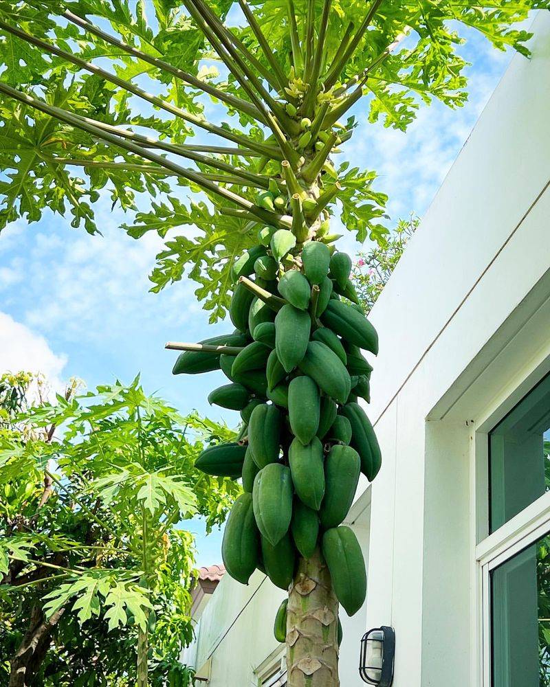 Papaya Tree