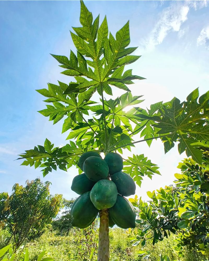 Papaya Trees