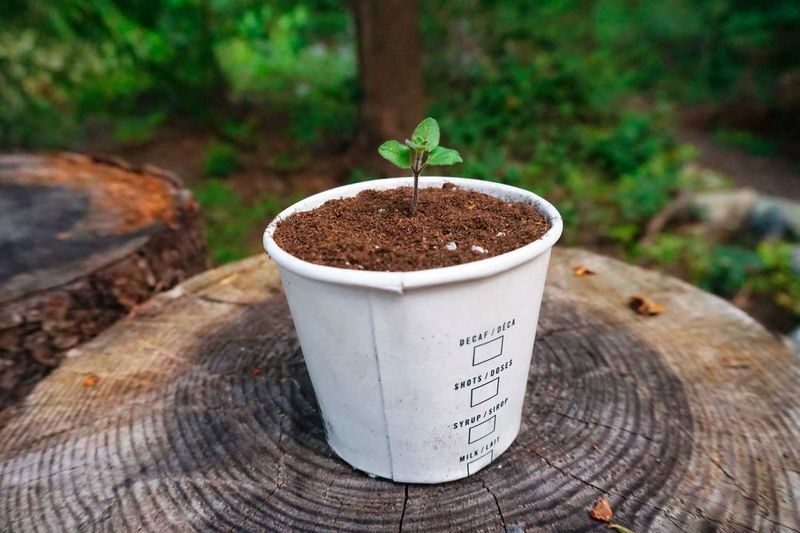 Paper Coffee Cups