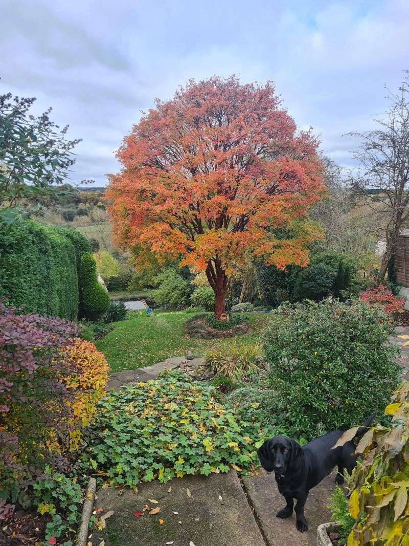 Paperbark Maple