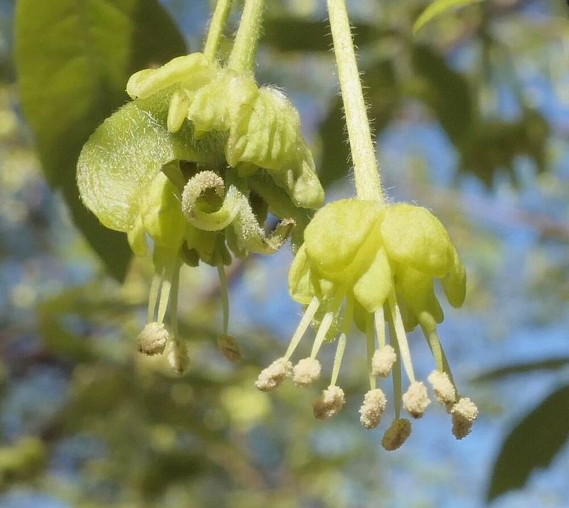 Paperbark Maple