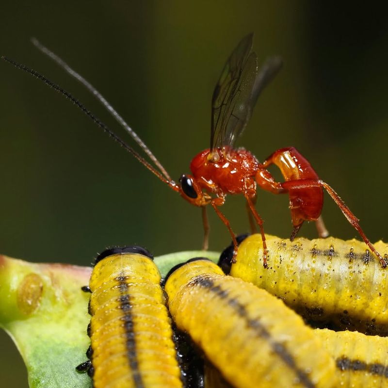 Parasitic Wasp