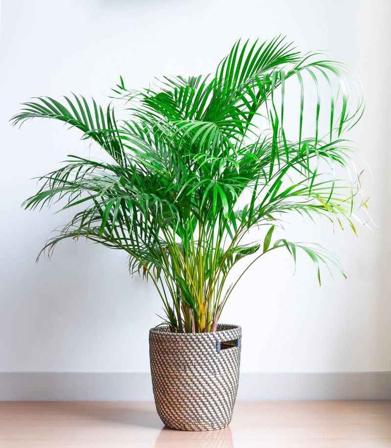 Parlor Palm