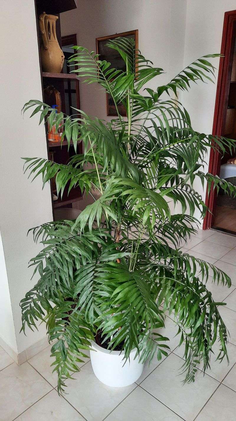 Parlor Palm