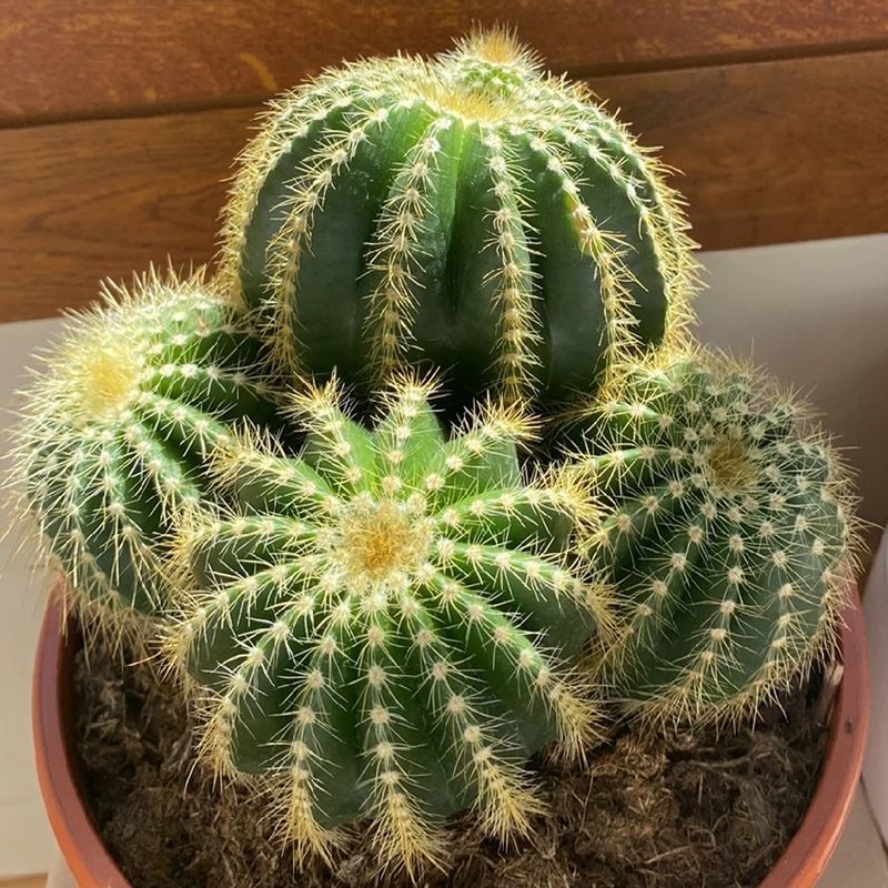 Parodia Cactus