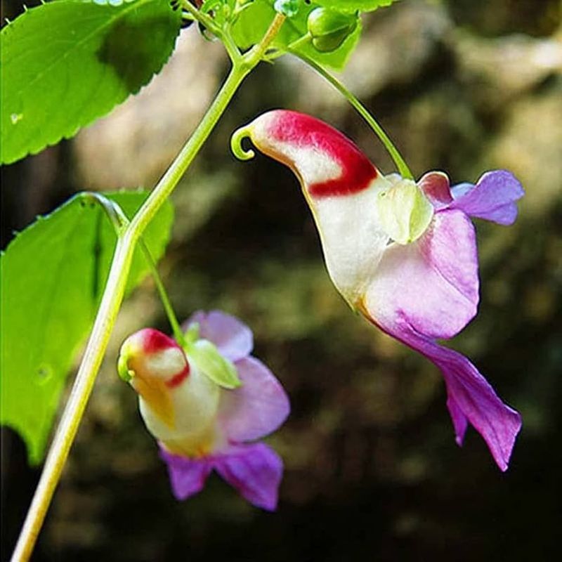 Parrot Flower