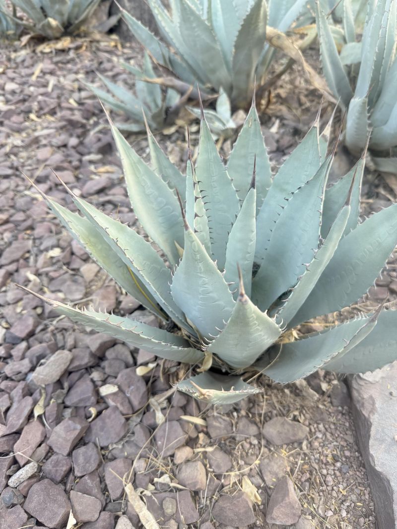 Parry's Agave