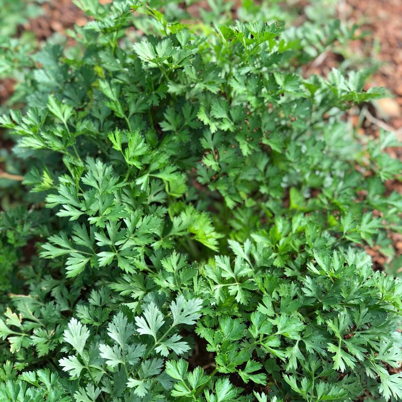 Parsley