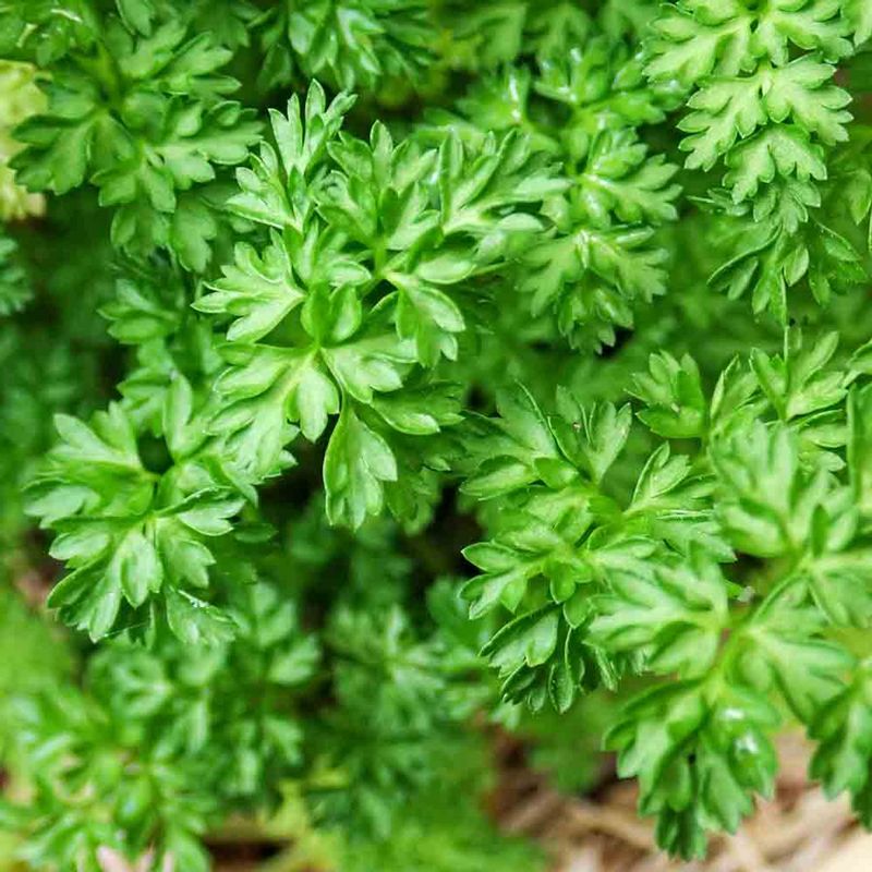 Parsley