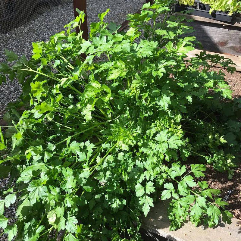 Parsley