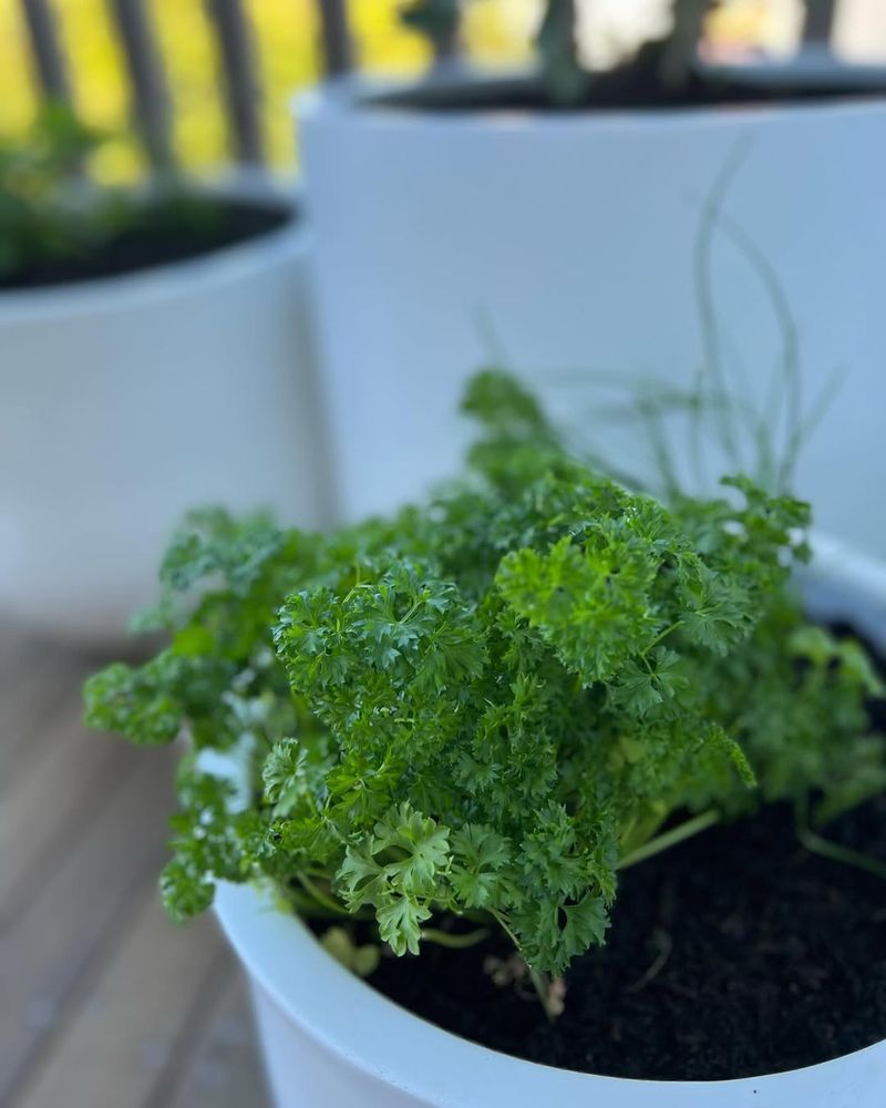 Parsley