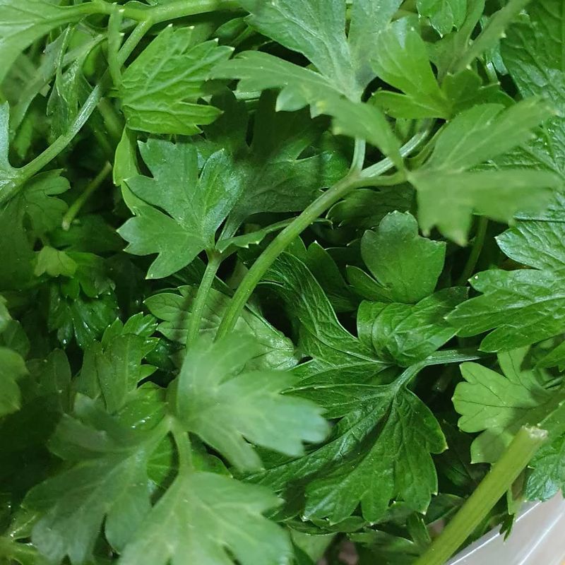 Parsley