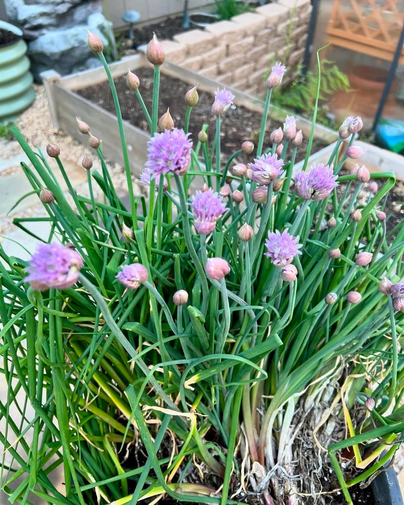 Chives