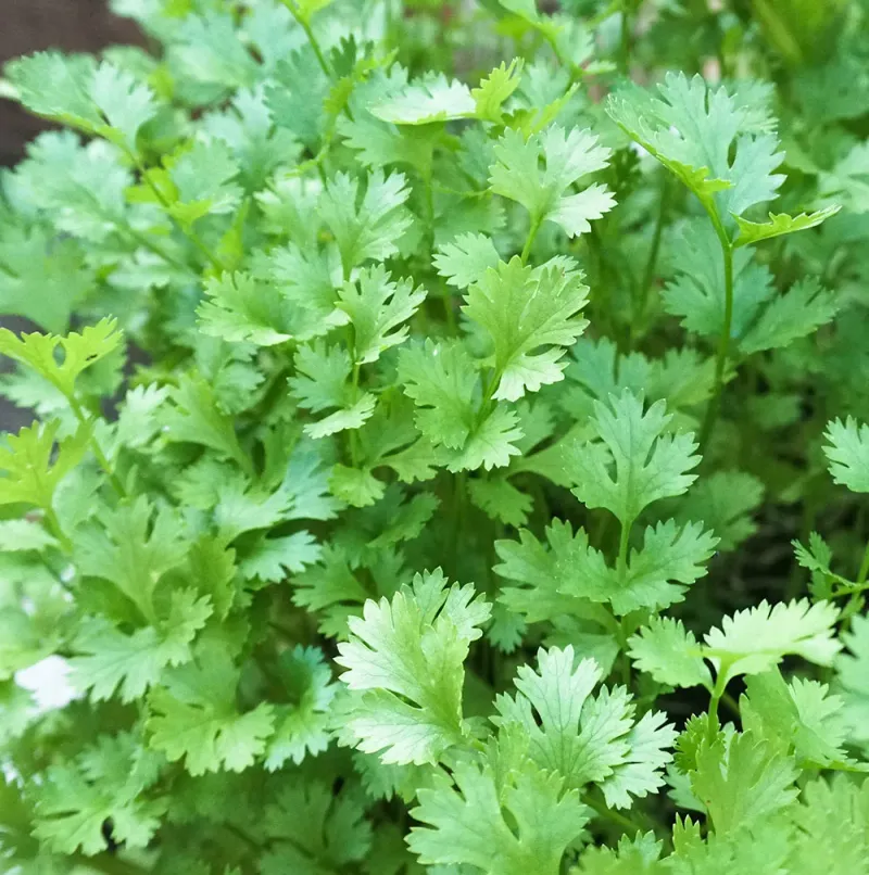 Parsley