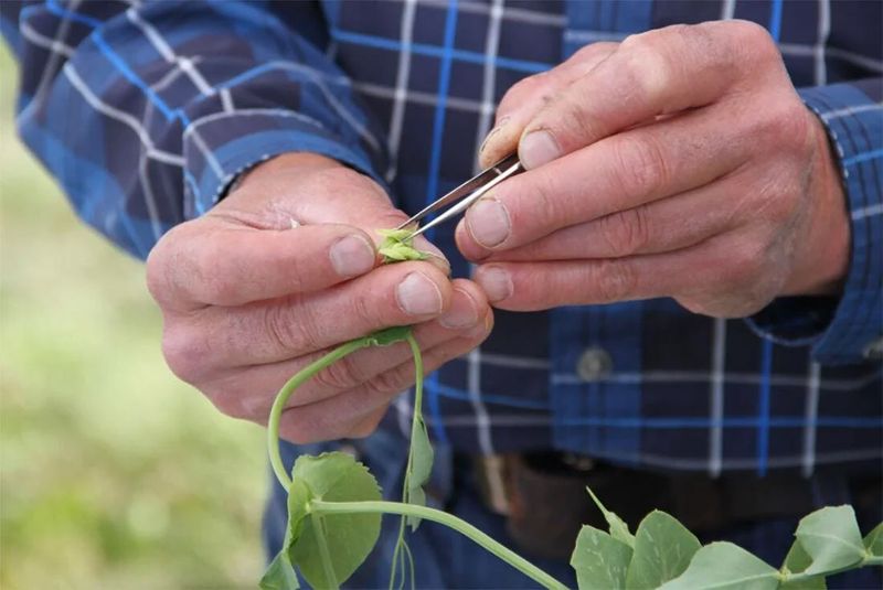 Participate in Plant Breeding