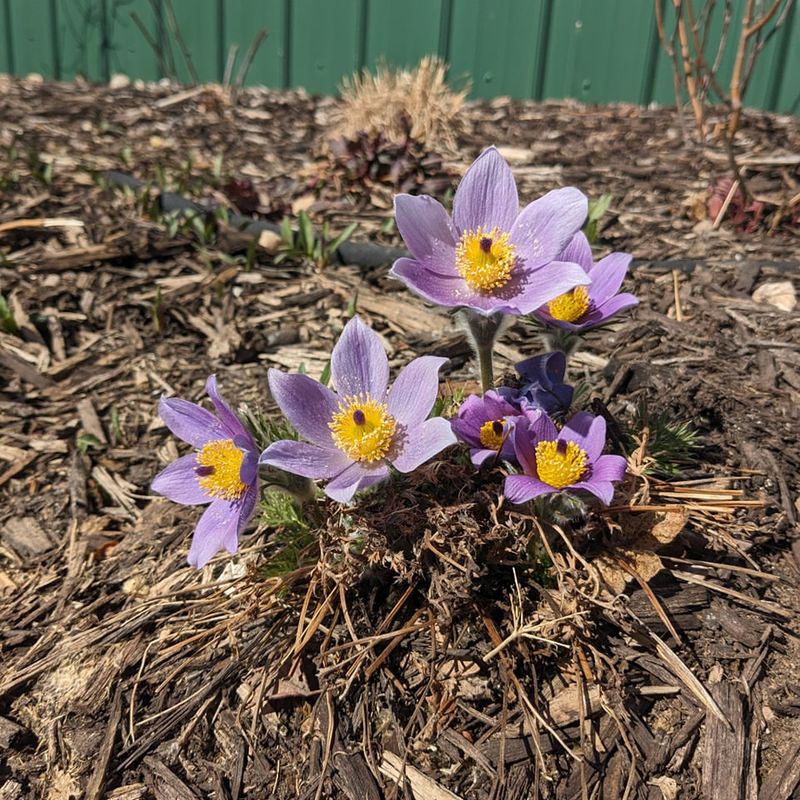 Pasque Flower