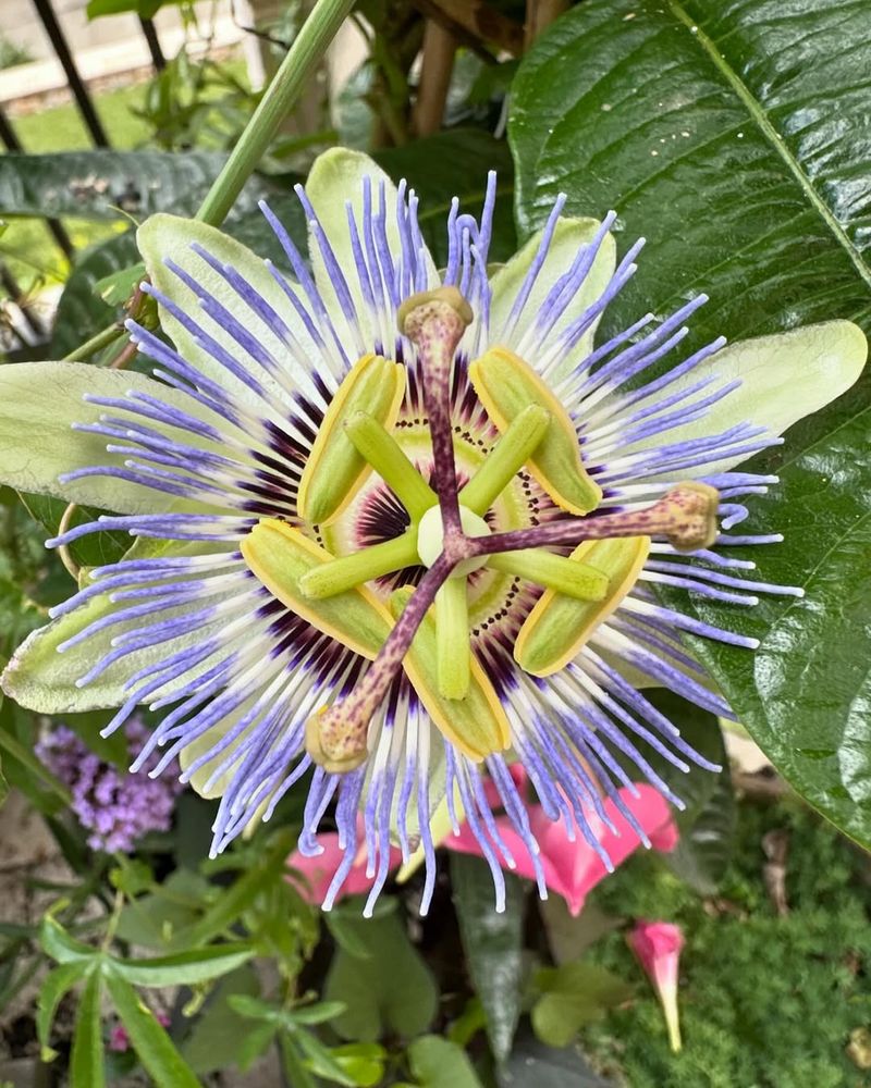 Passion Flower