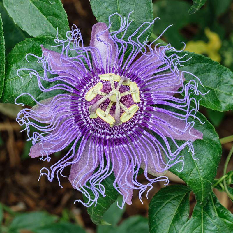 Passion Flower