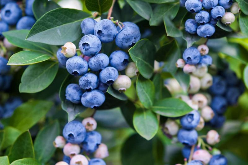 Blueberry Seeds