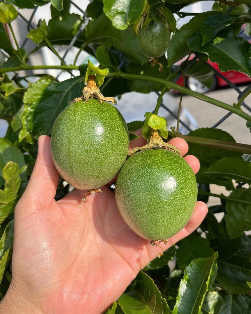 Passion Fruit Tree