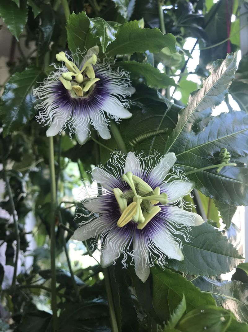 Passion Fruit Vine