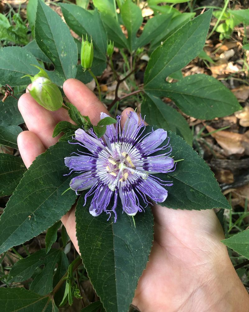 Passionflower