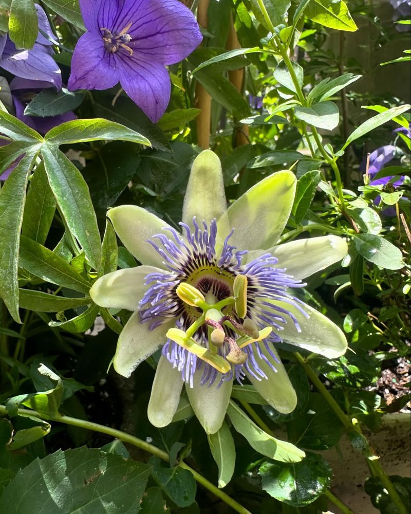 Passionflower