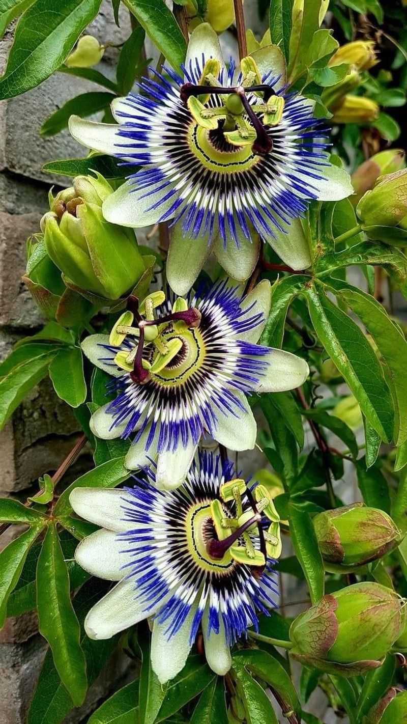 Passionflower