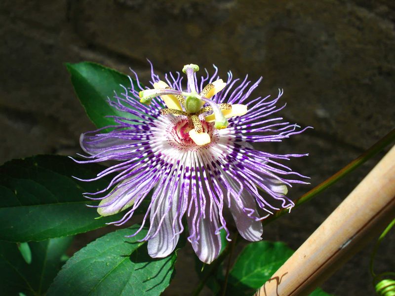 Passionflower