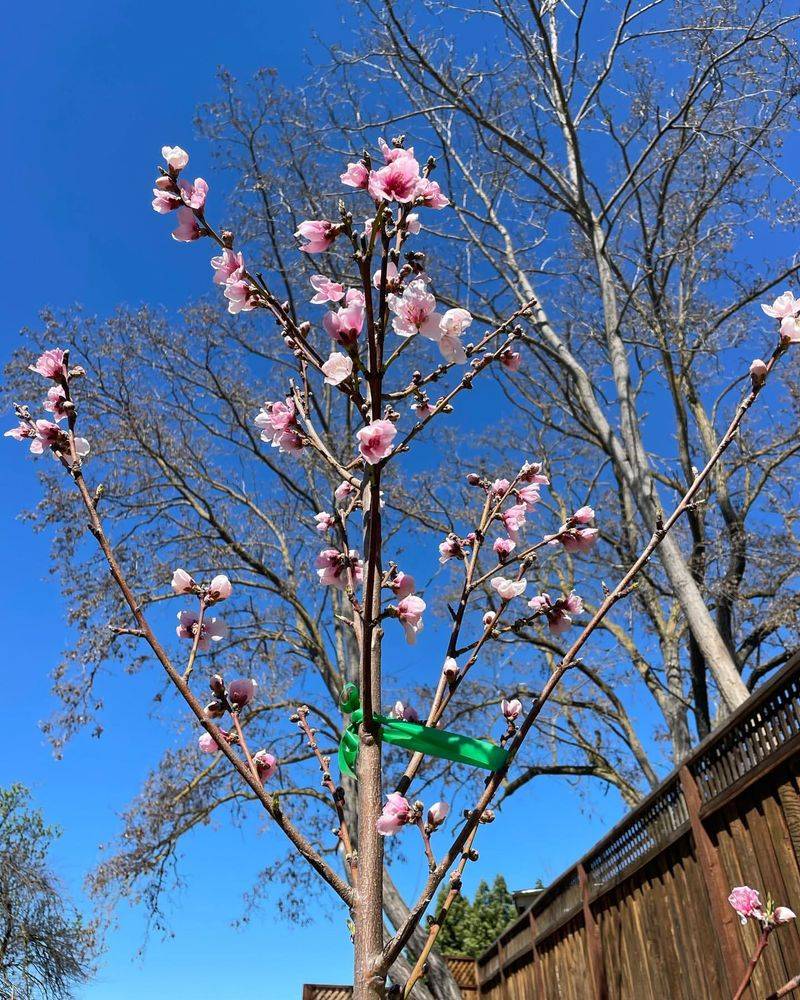 Patio Nectarine Tree