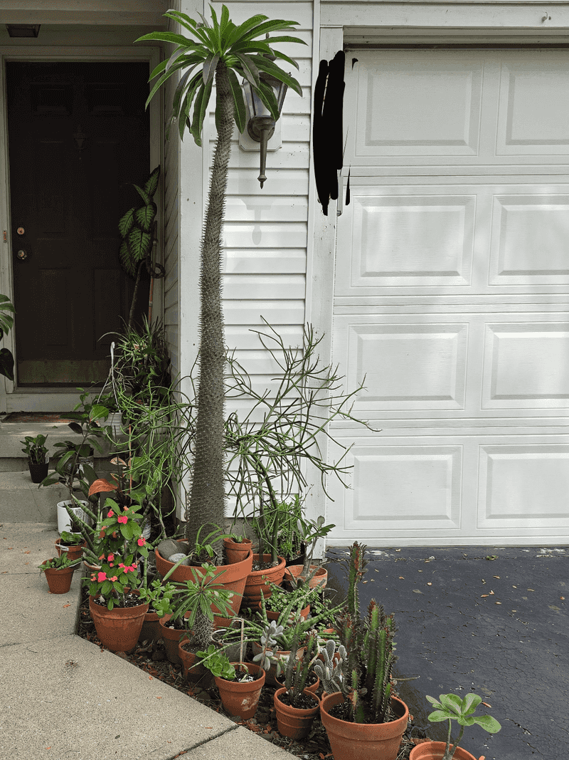 Patio: Palms & Dracaena