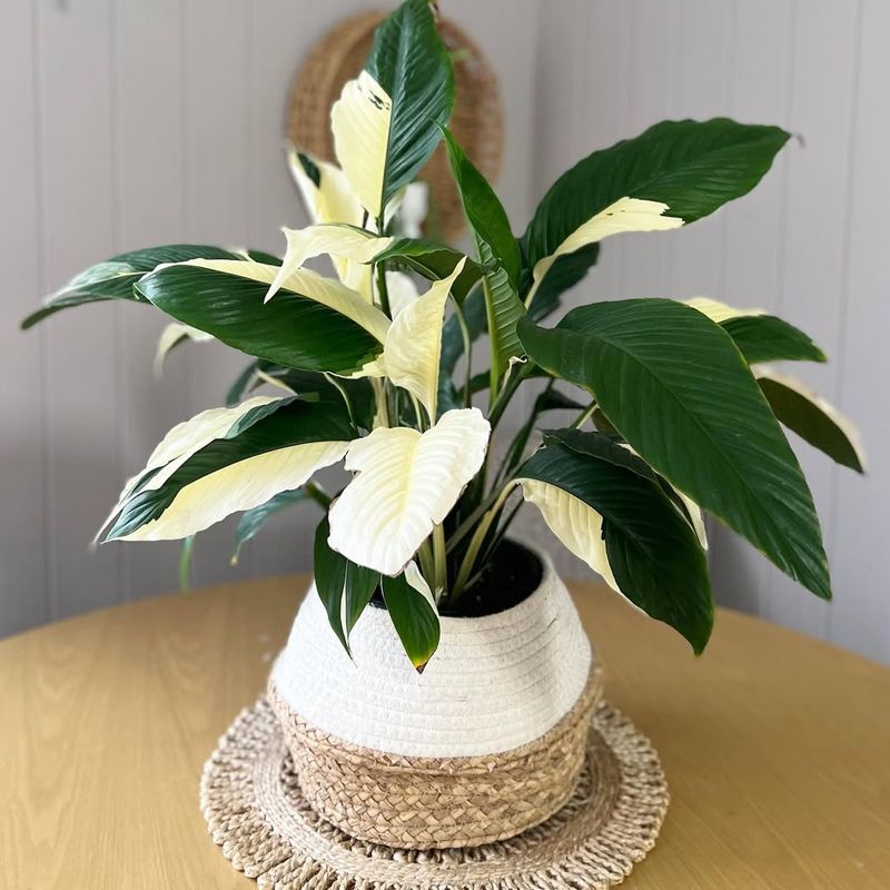 Peace Lily