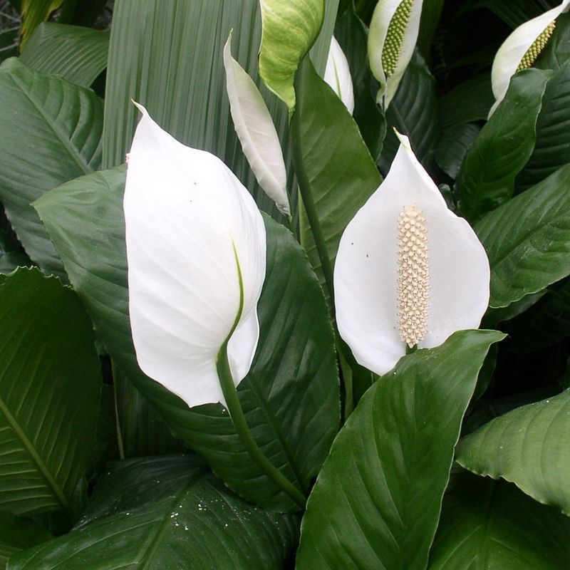 Peace Lily