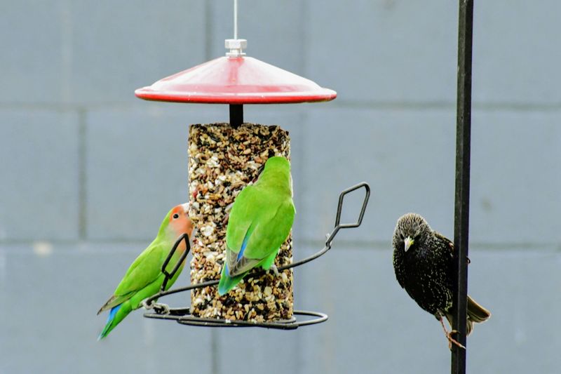 Peach Pit Bird Feeders