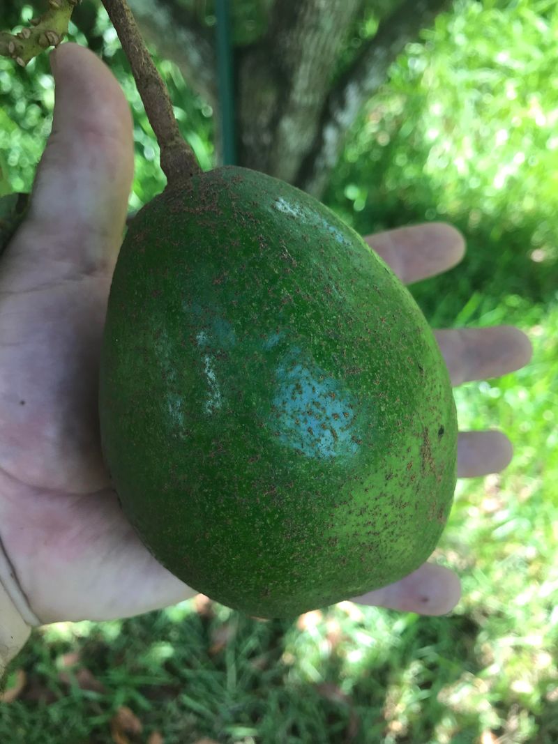 Avocado Seeds