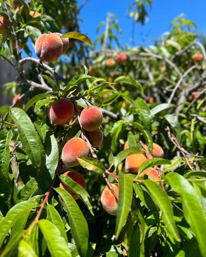 Peach Tree