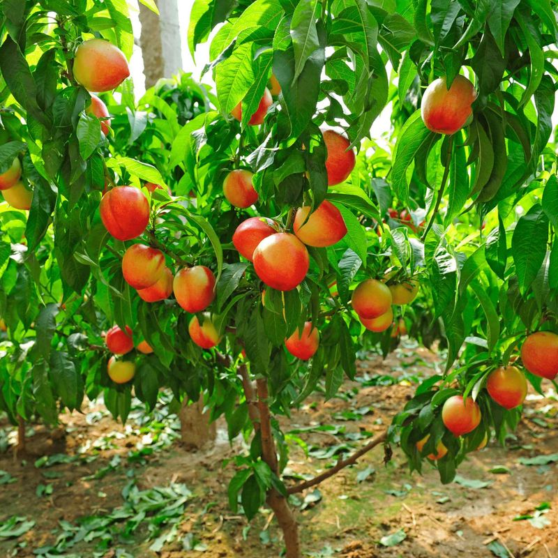 Peach Tree