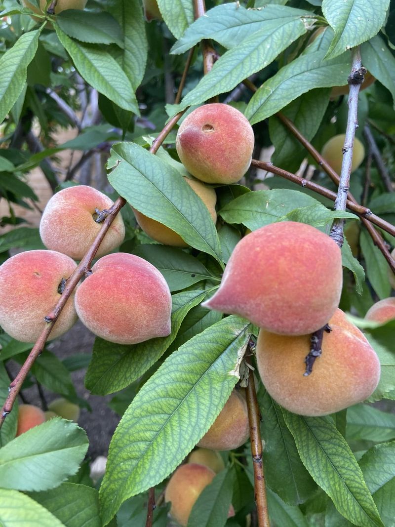 Peach Tree