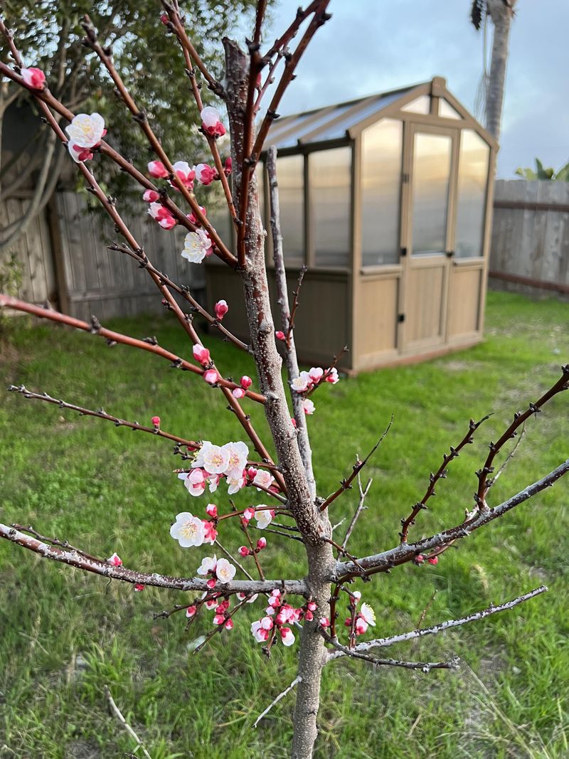 Apricot Tree