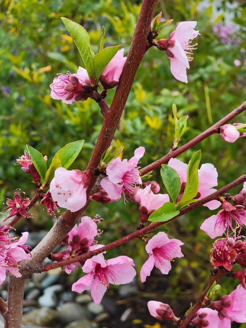 Peach Tree