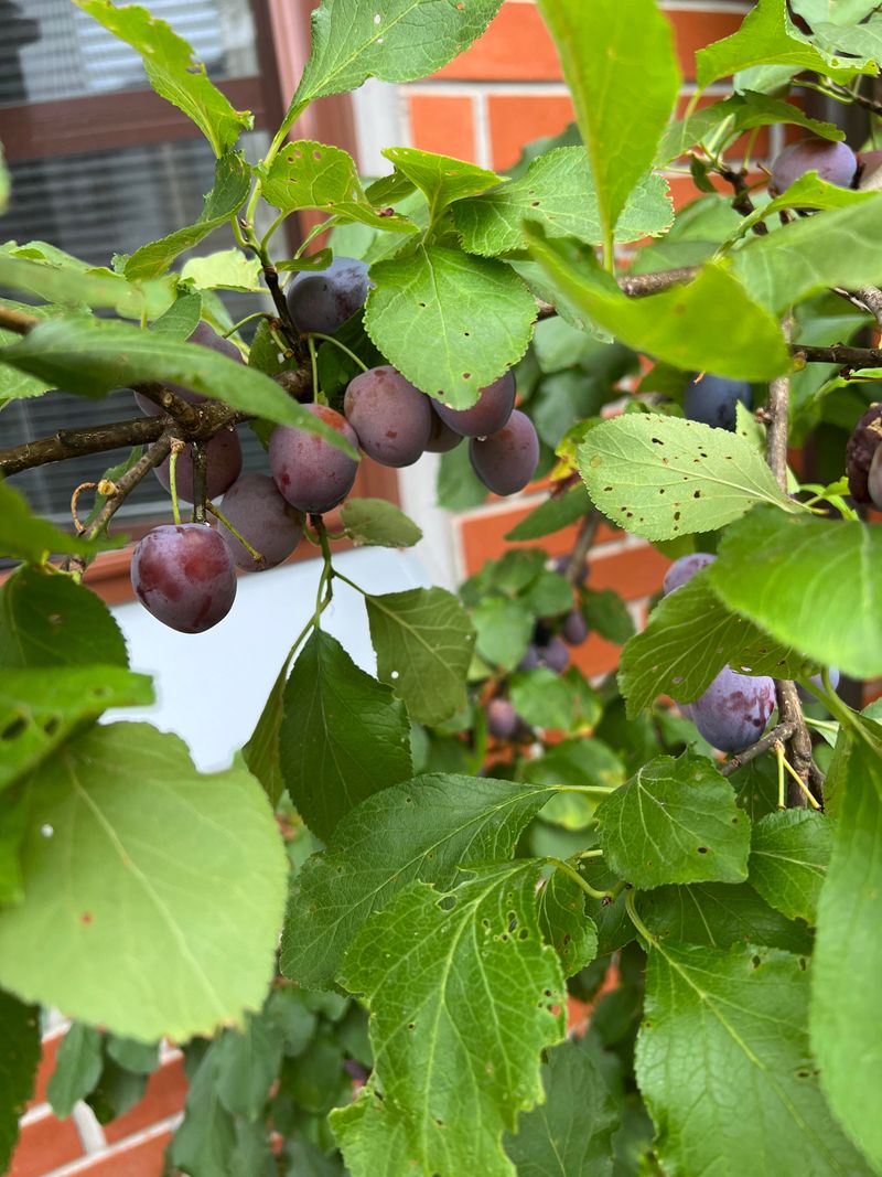 Plum Seeds